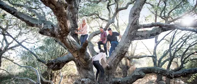 Friends climbing a tree